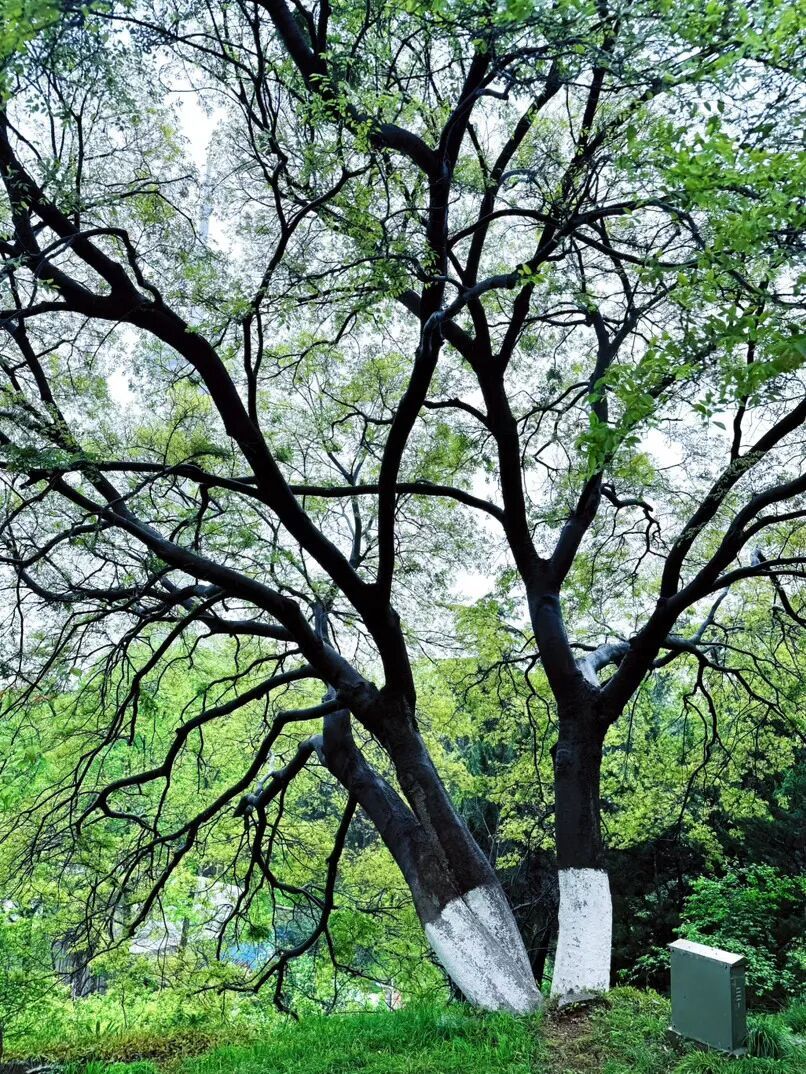 雨雨雨!直冲27℃!南京天气又要大反转 雨雨雨!直冲27℃!南京天气又要大反转