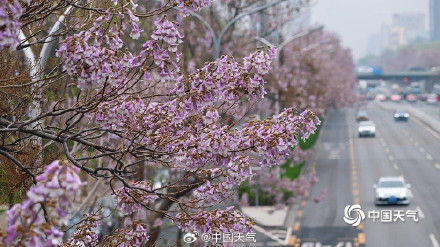北京这条路变成桐花路