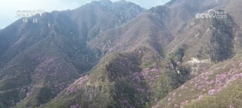 春和景明赏花经济持续火热 “观景+文化+体验”多元场景激发文旅消费新活力 春和景明赏花经济持续火热 “观景+文化+体验”多元场景激发文旅消费新活力