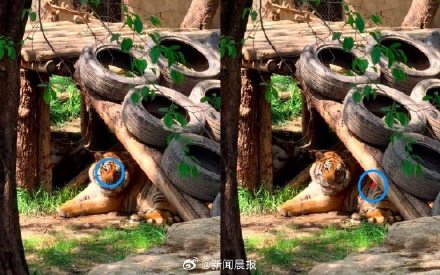 游客用激光笔照射老虎眼睛,上海动物园:已劝离涉事者 游客用激光笔照射老虎眼睛,上海动物园:已劝离涉事者