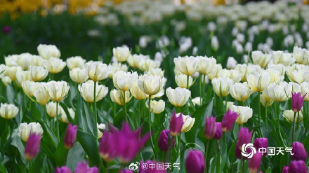 北京中山公园郁金香美成画了