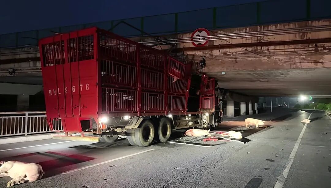 河南一满载生猪的货车撞上3米限高桥，车头受损严重，多头生猪受伤；交警：无人员受伤