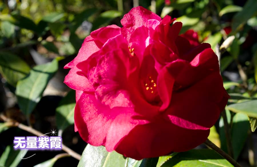 云南新添3个茶花新品种 云南新添3个茶花新品种