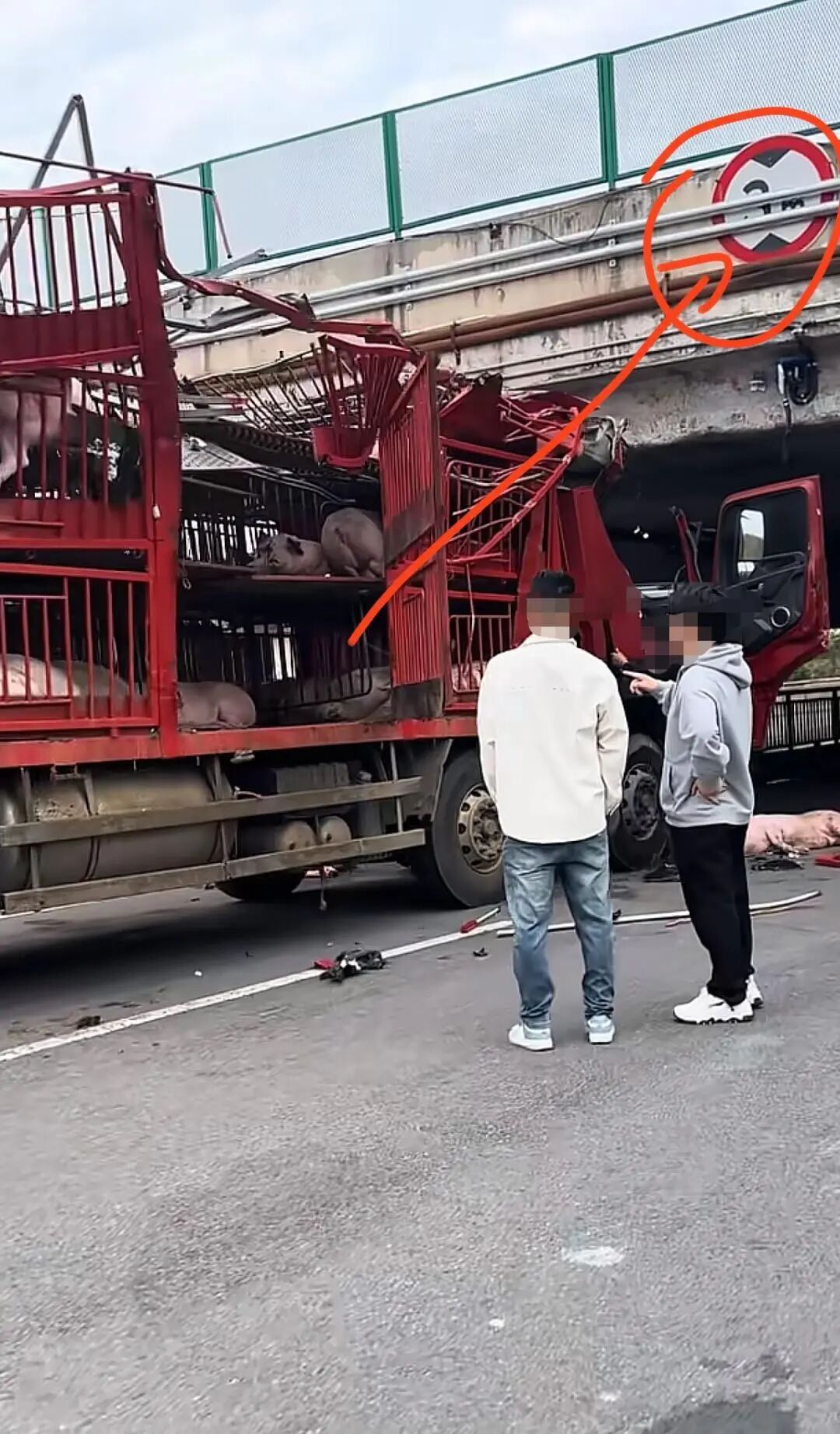 河南一满载生猪的货车撞上3米限高桥，车头受损严重，多头生猪受伤；交警：无人员受伤