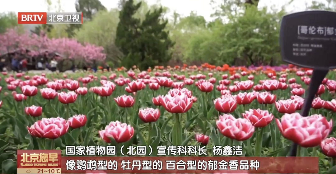 持续至五月上旬!北京郁金香赏花“天花板”就在—— 持续至五月上旬!北京郁金香赏花“天花板”就在——