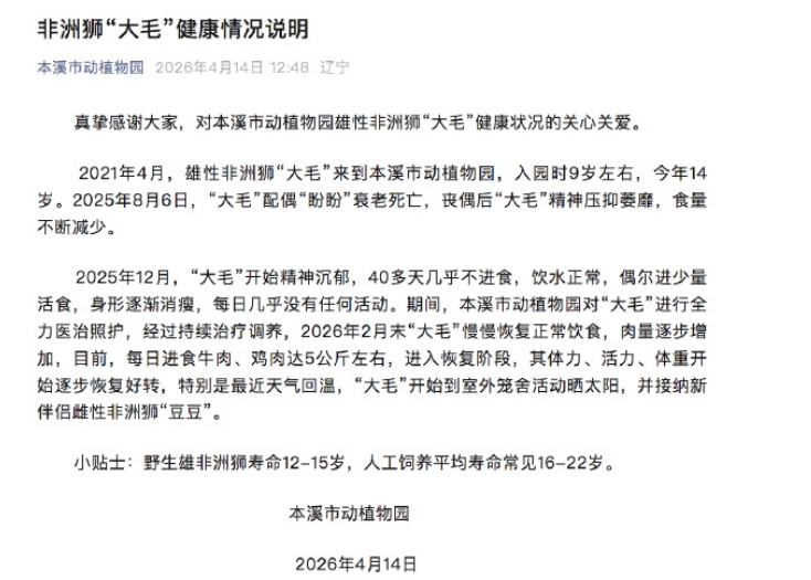辽宁一动植物园狮子饿成“纸片”，园方：其丧偶后食量不断减少，目前进入恢复阶段