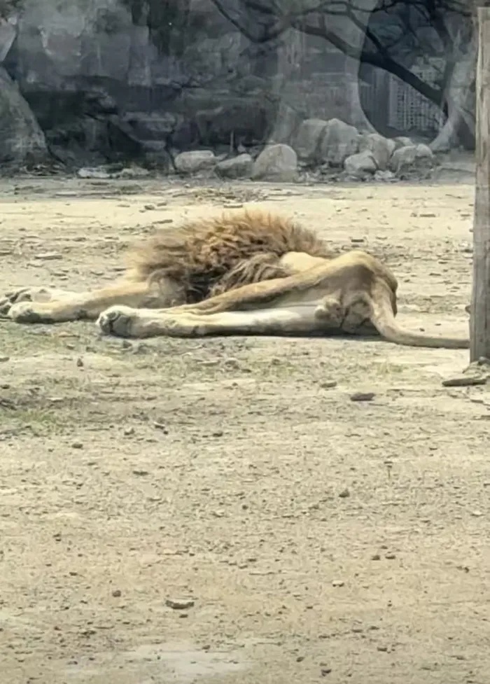 动植园狮子被饿成“纸片”？园区回应：配偶去世后，40多天几乎不吃东西