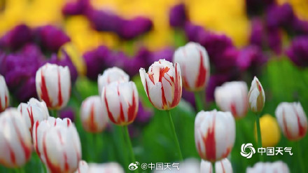 北京中山公园郁金香美成画了