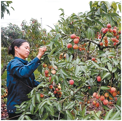 农产品如何带强大产业？看看这三国的特色农业链条