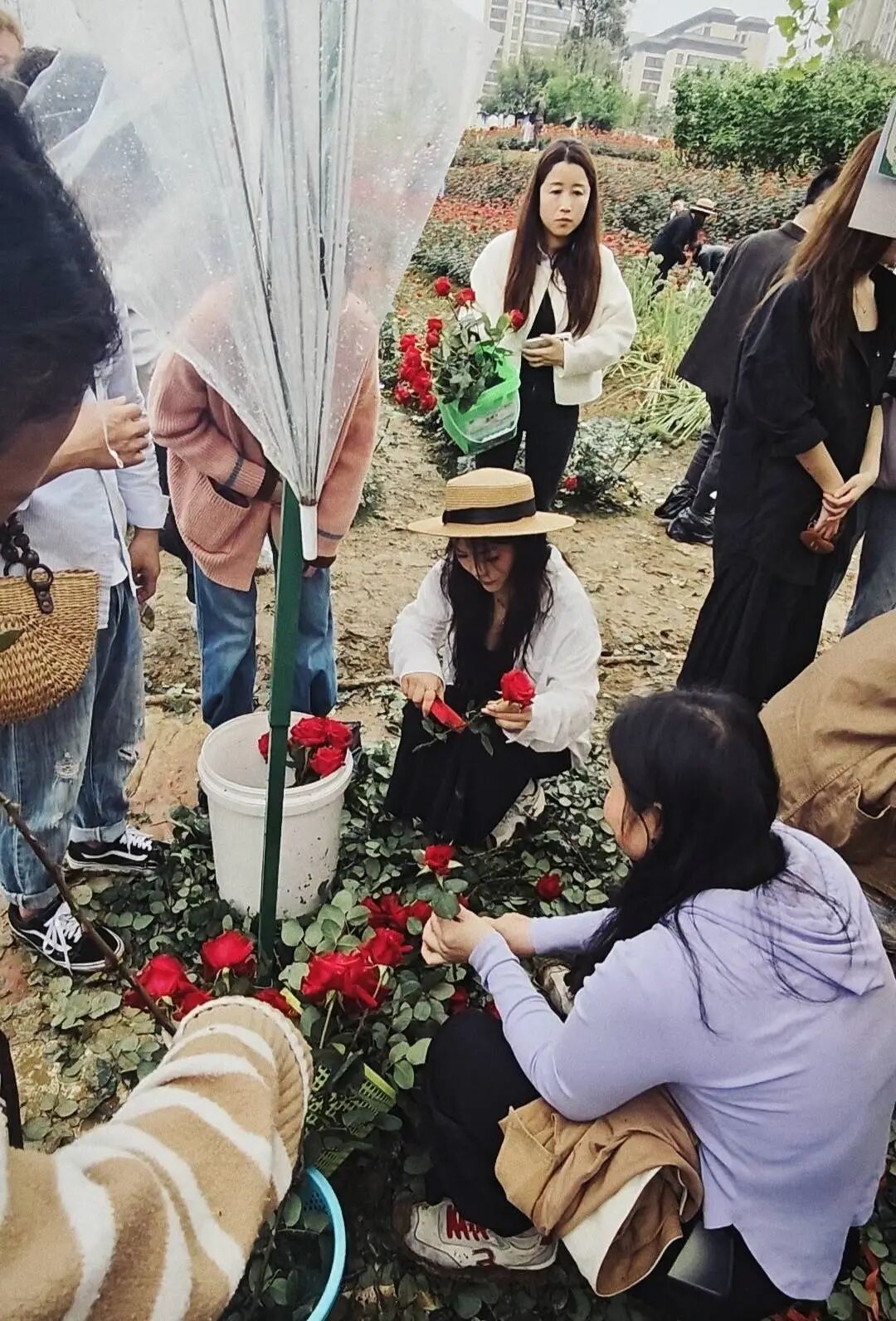 1元一朵，成都“玫瑰爷爷”花田走红，游客：实现“玫瑰自由”