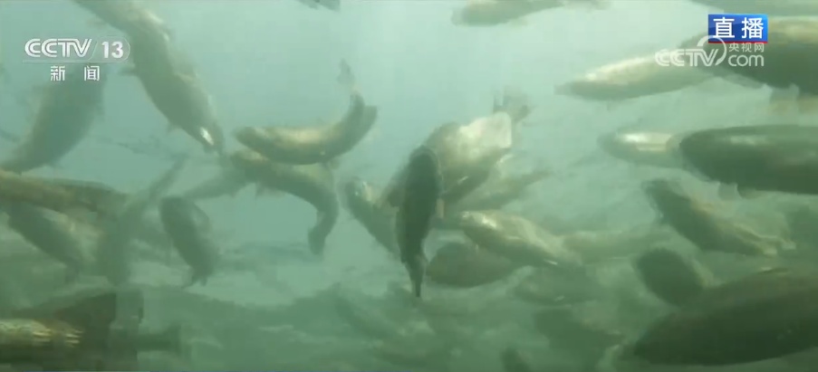 外贸一线观察 | 高原“冷资源”有“热优势” 青海外贸实现逆势“突围” 外贸一线观察 | 高原“冷资源”有“热优势” 青海外贸实现逆势“突围”