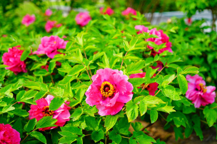 北京景山公园牡丹绽放