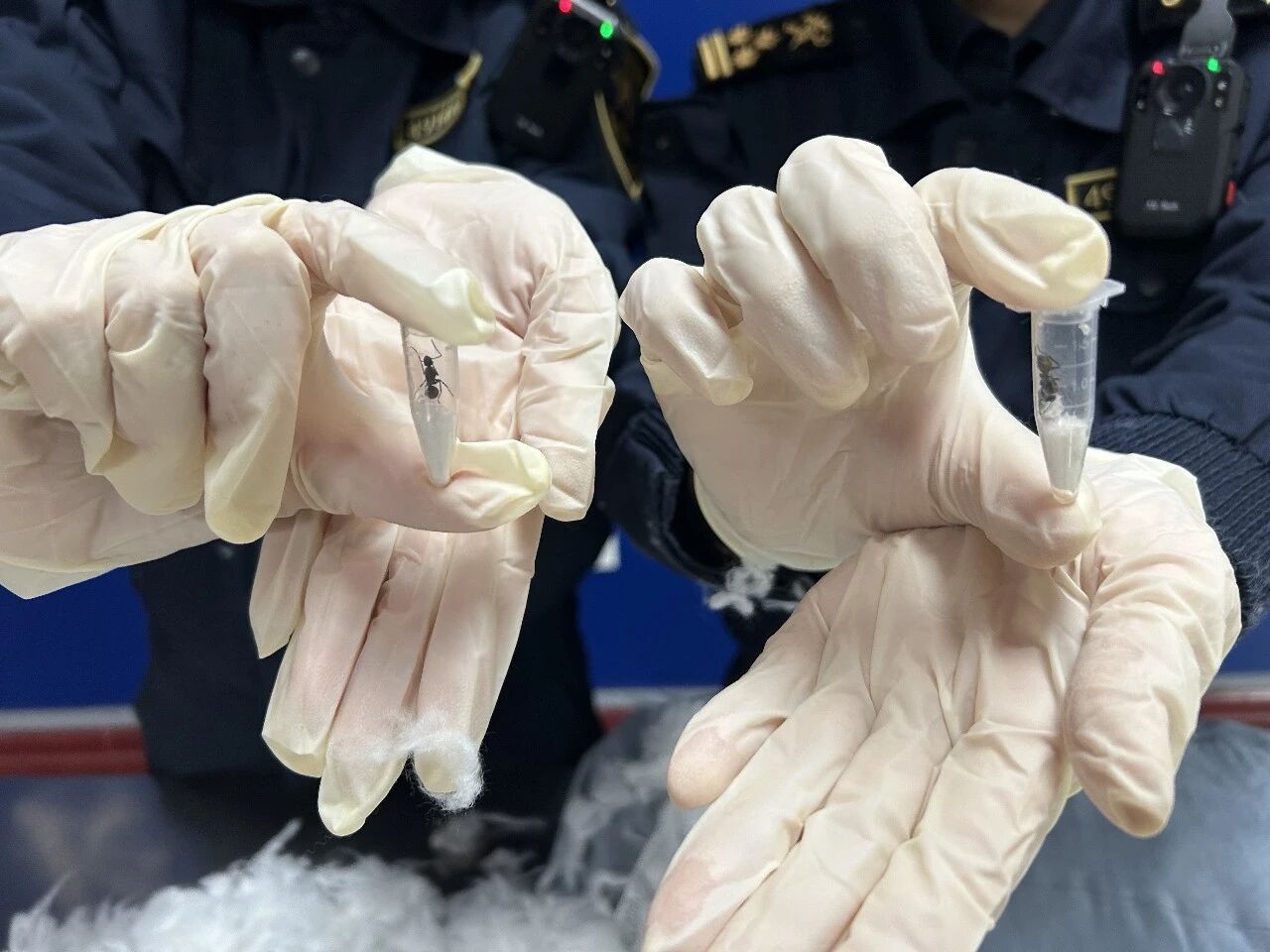 长沙邮局海关在进境邮件中查获活体蚂蚁42只