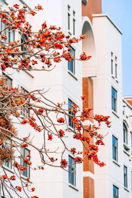 木棉一开 厦大更美了