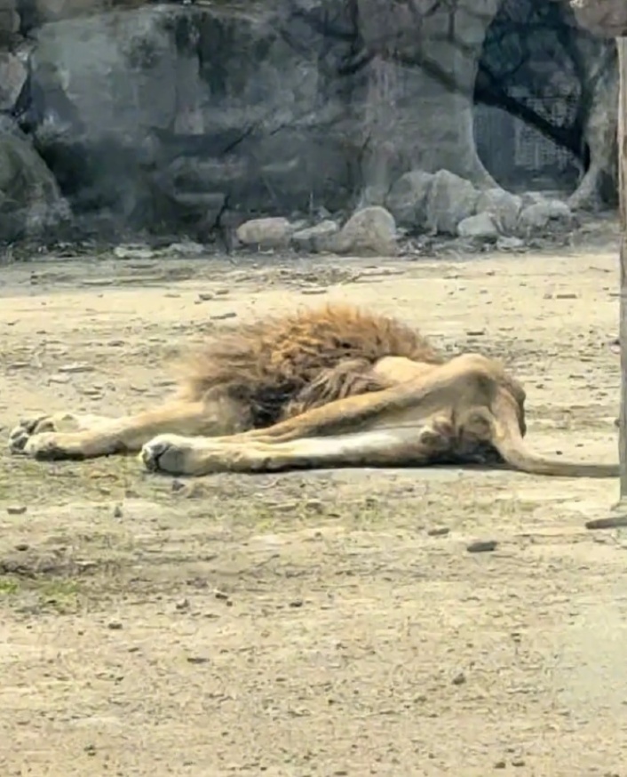辽宁一狮子40多天几乎不吃东西“饿成片片”，园方回应：配偶去世一段时间后就这样了