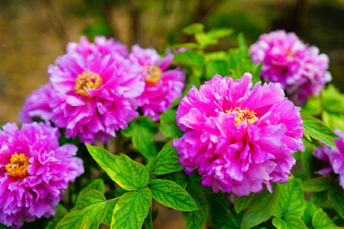 国色天香！北京景山公园牡丹绽放