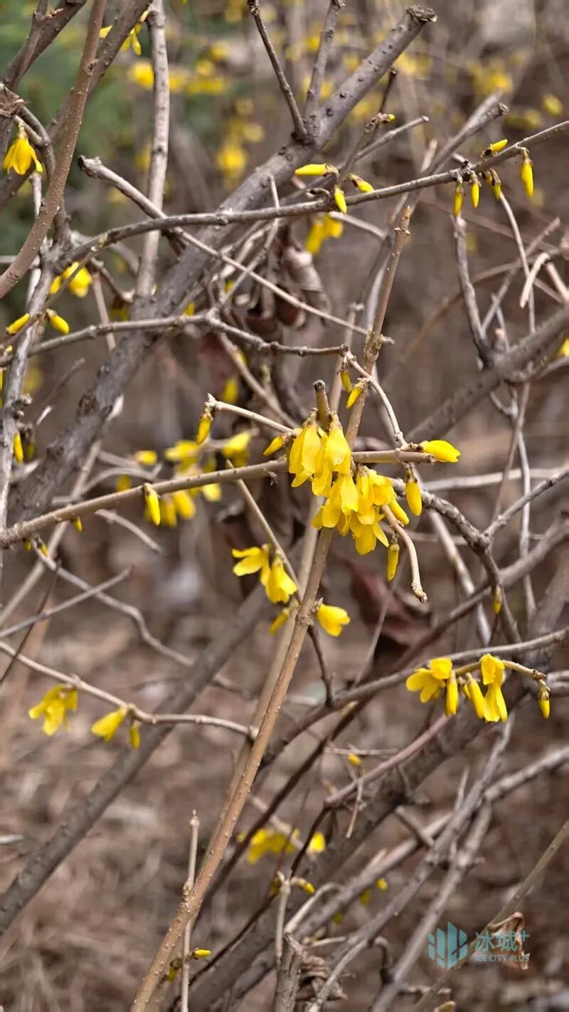 一抹嫩黄迎春来 冰城正式进入赏花季 一抹嫩黄迎春来 冰城正式进入赏花季