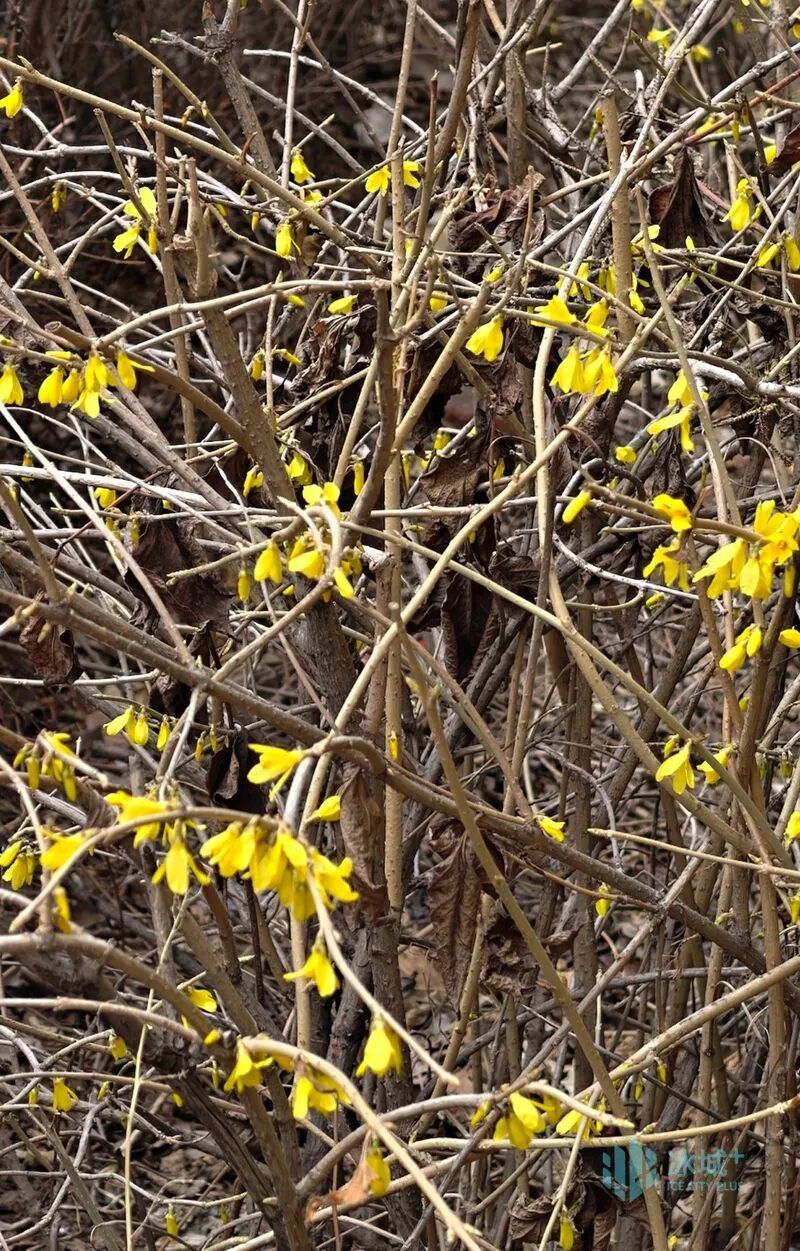 一抹嫩黄迎春来 冰城正式进入赏花季 一抹嫩黄迎春来 冰城正式进入赏花季
