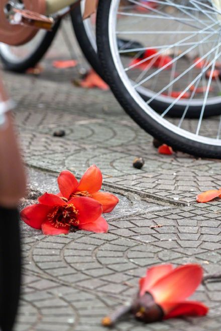 木棉一开 厦大更美了