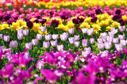 无水印壁纸！盛放郁金香织就大地花毯