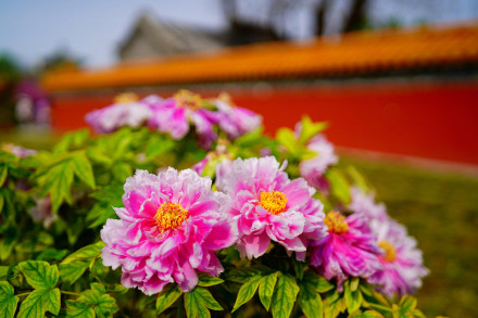 北京景山公园牡丹绽放