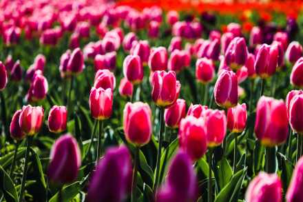 无水印壁纸！盛放郁金香织就大地花毯