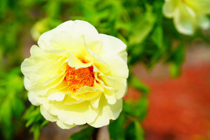 国色天香！北京景山公园牡丹绽放