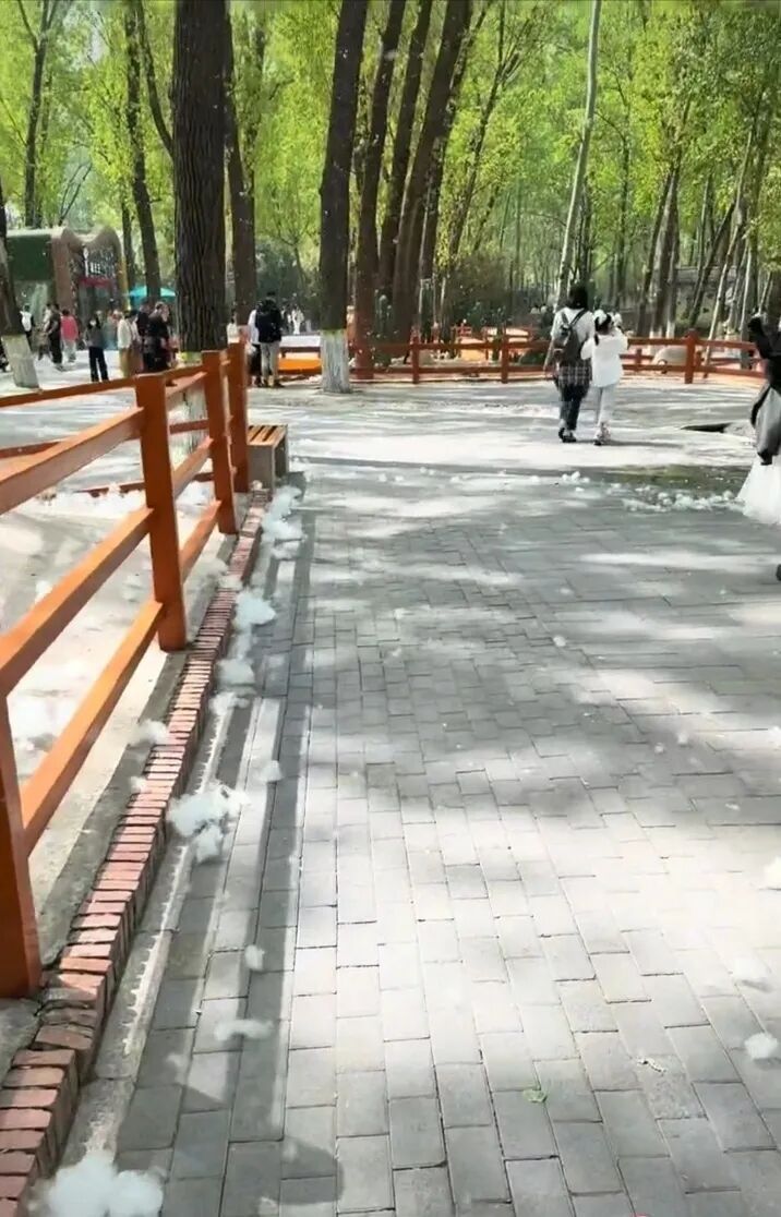 北京野生动物园漫天飘絮仿佛“下雪”，有水豚淡定将其吃下