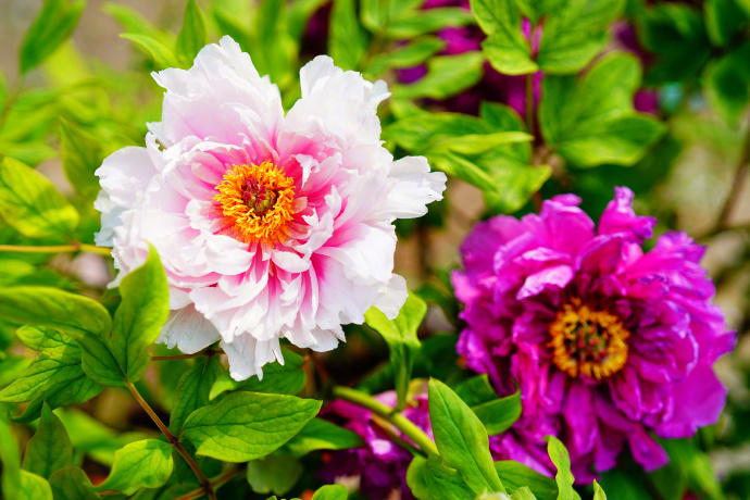 国色天香！北京景山公园牡丹绽放