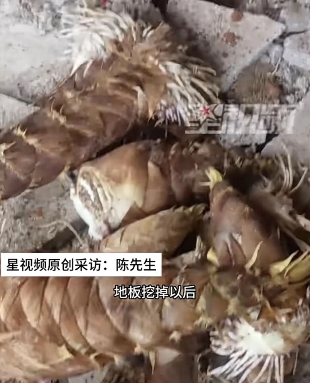 真·笋到家了!水泥地被顶破了,挖开一看,全是竹笋… 真·笋到家了!水泥地被顶破了,挖开一看,全是竹笋…