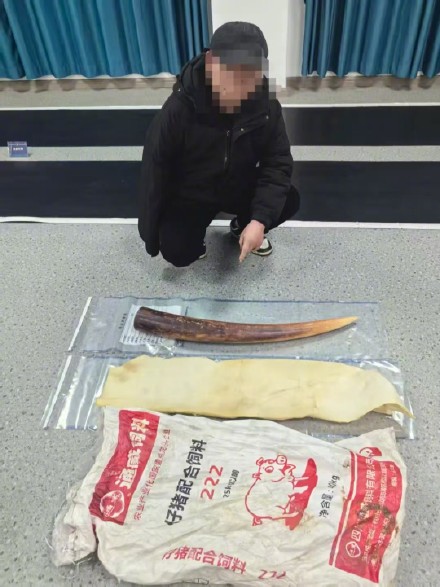 男子网上兜售象牙被警方抓获 涉案象牙价值约25万元