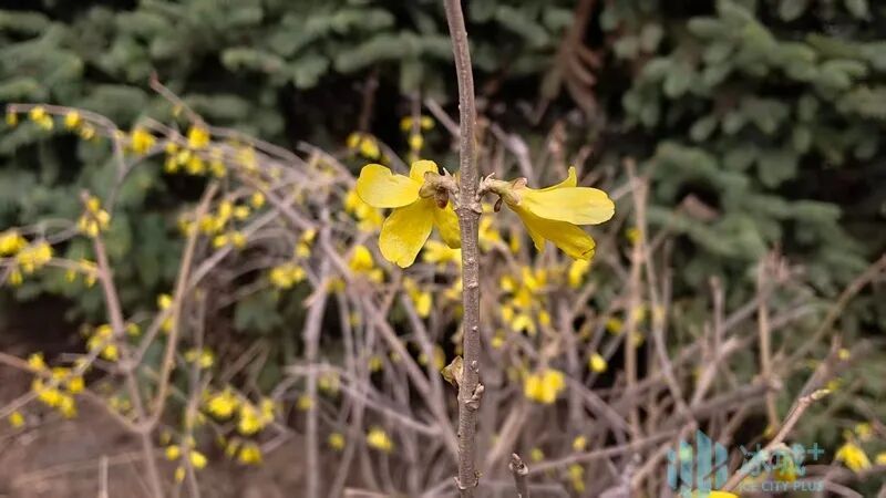 一抹嫩黄迎春来 冰城正式进入赏花季 一抹嫩黄迎春来 冰城正式进入赏花季