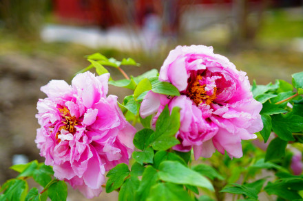 北京景山公园牡丹绽放