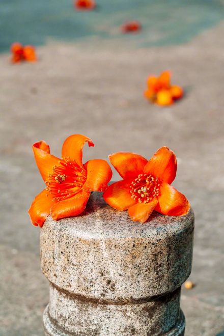 木棉一开 厦大更美了