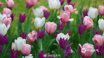 北京中山公园郁金香美成画了