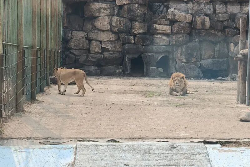 辽宁一动植物园狮子被饿成“纸片”？园方回应来了！