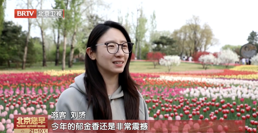持续至五月上旬!北京郁金香赏花“天花板”就在—— 持续至五月上旬!北京郁金香赏花“天花板”就在——