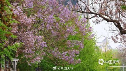 北京这条路变成桐花路