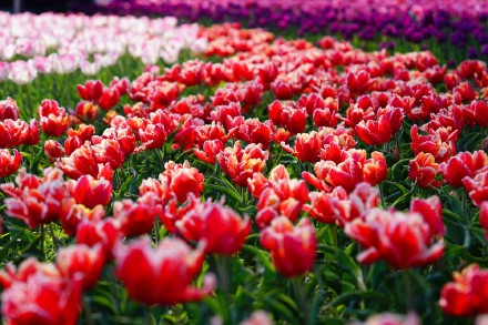 无水印壁纸！盛放郁金香织就大地花毯