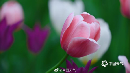 北京中山公园郁金香美成画了