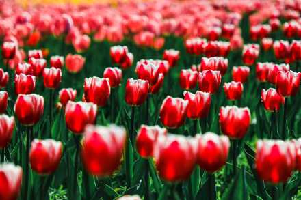 无水印壁纸！盛放郁金香织就大地花毯