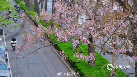 北京这条路变成桐花路