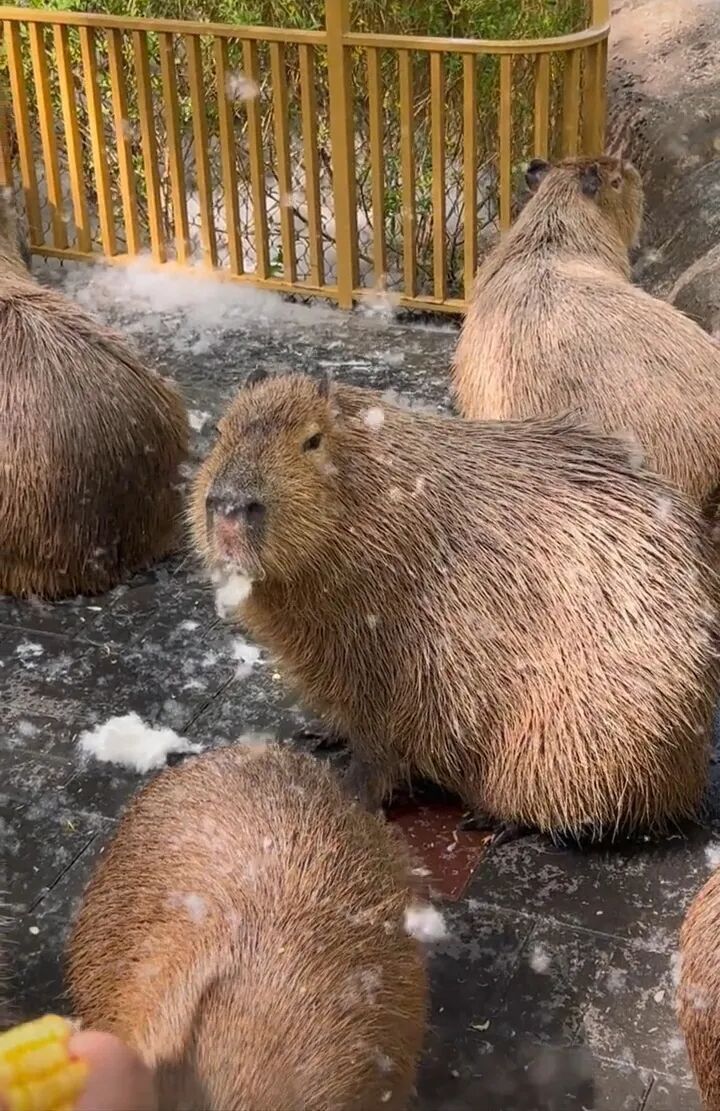 北京野生动物园漫天飘絮仿佛“下雪”，有水豚淡定将其吃下