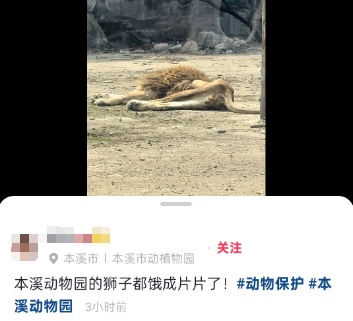 辽宁一动植物园狮子被饿成“纸片”？园方：其丧偶后，40天未正常进食
