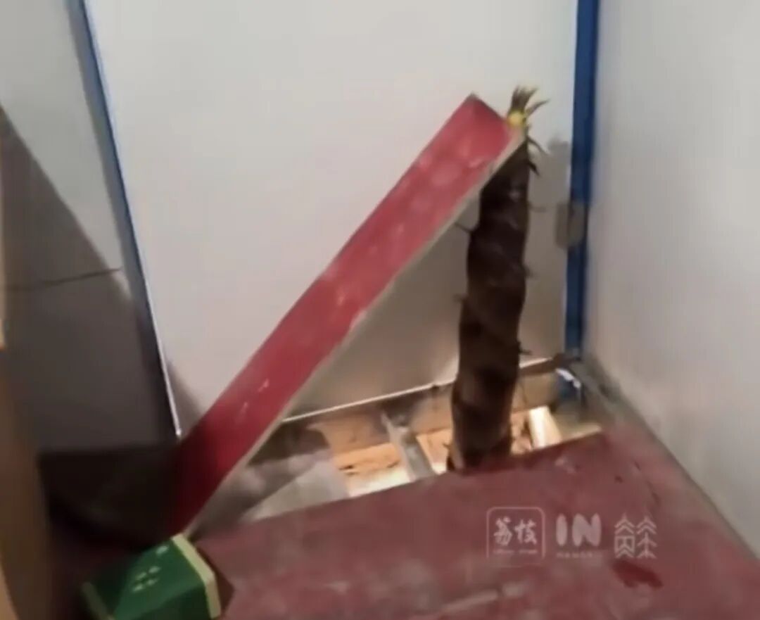 真·笋到家了!水泥地被顶破了,挖开一看,全是竹笋… 真·笋到家了!水泥地被顶破了,挖开一看,全是竹笋…