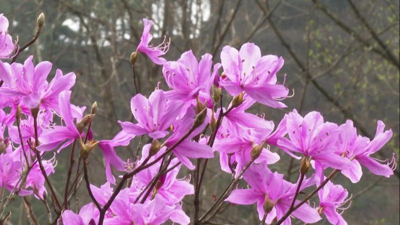 江西庐山：暖春四月 植物园杜鹃花开