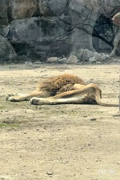 辽宁一动植物园狮子被饿成“纸片”？园方回应来了！