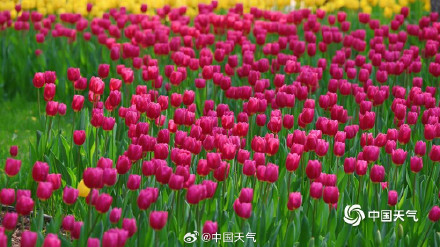 北京中山公园郁金香美成画了