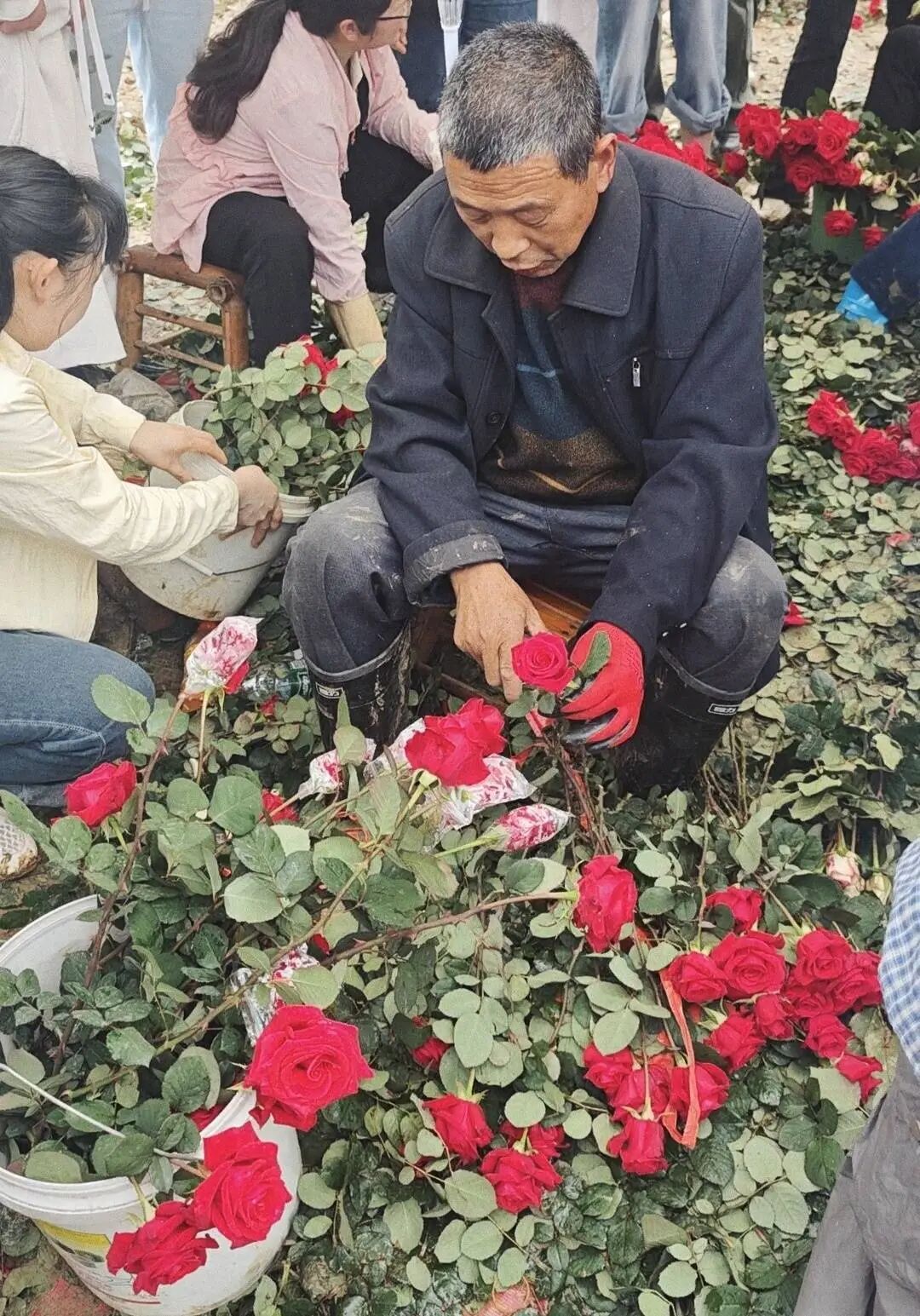 1元一朵，成都“玫瑰爷爷”花田走红，游客：实现“玫瑰自由”