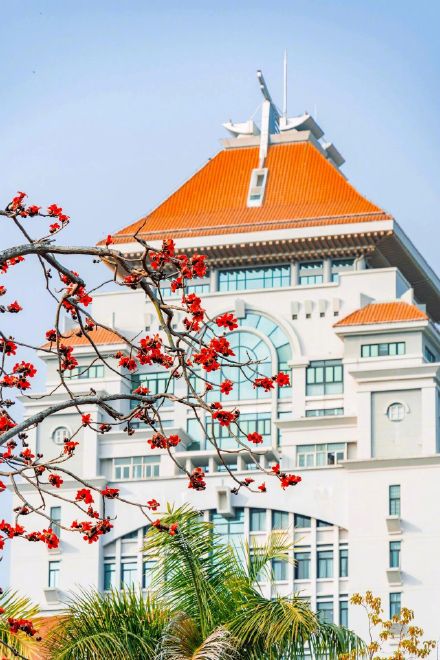 木棉一开 厦大更美了